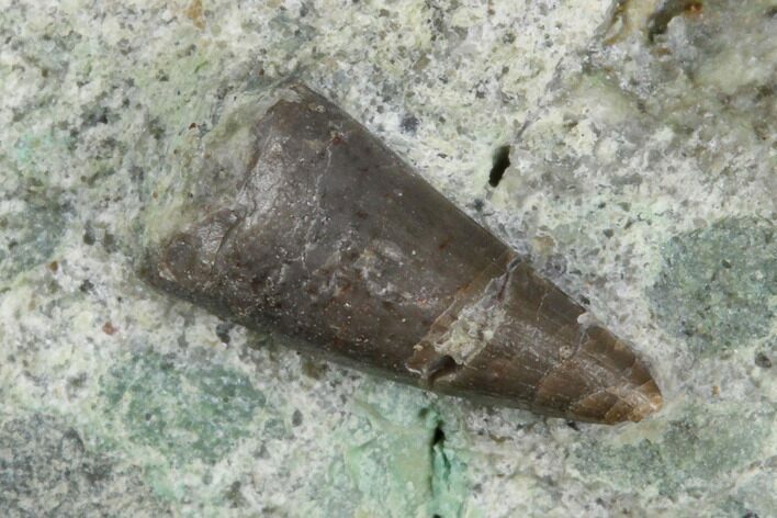 Jurassic Crocodile (Goniopholis?) Tooth - Colorado #182631